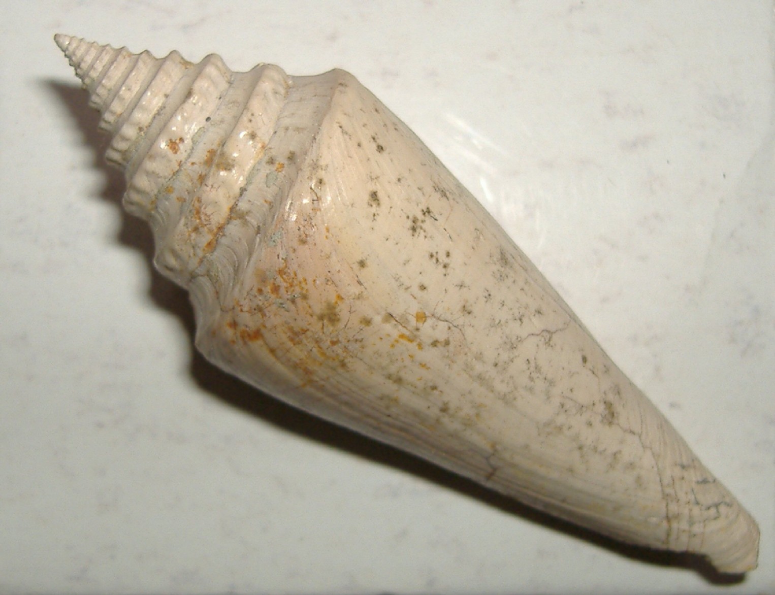 Conus antidiluvianus (Bruguiere, 1792) Terruggia - Pliocene